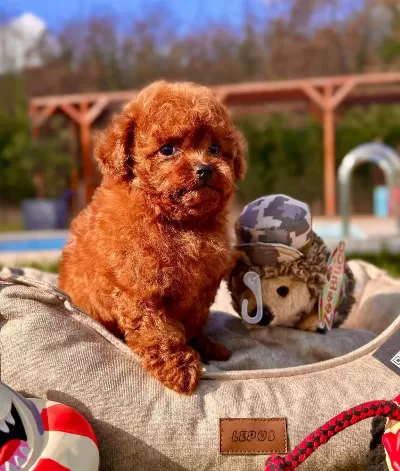 Efsane Poodle Yavrulari İstanbul