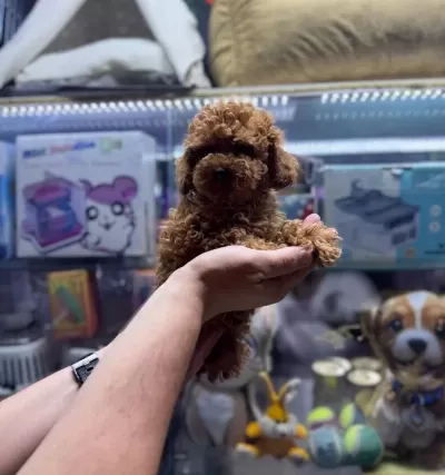 5 Aylık Di̇şi̇ Aşılı 1kg Teacup Boy