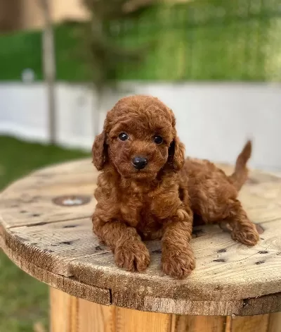 Alman Kokenli Poodel Toy Red Brown Yavrularımız