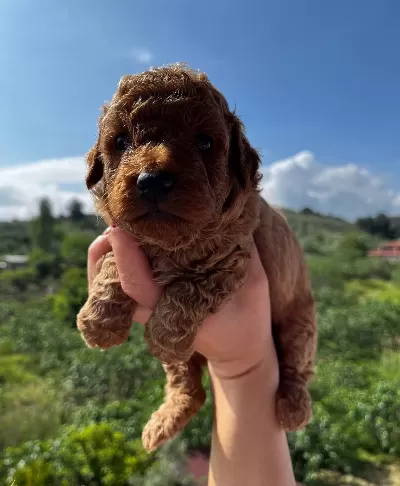 Red Apricot Poodle Bebeklerim