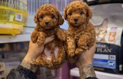 Kendi Köpeklerimizin Yavrusu Uygun Poodle Bebekler