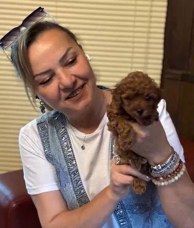 Irk Garantili Oyuncu Efsane Toy Poodle Yavrularımız