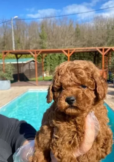 Sağlık Ve Irk Garantilidir Poodle Yavrulari