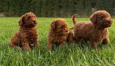 Tea Cup Red Brown Toy Poodle Yavrulari