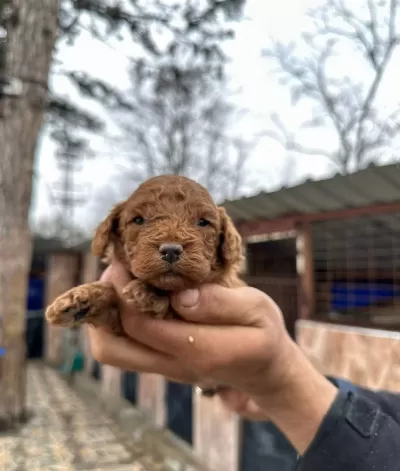 Red Poodle Erkek Bebek
