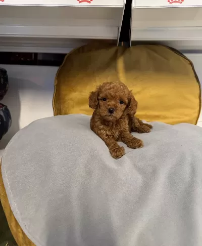 Kore Tea Cup Toy Poodle Yavrularimiz