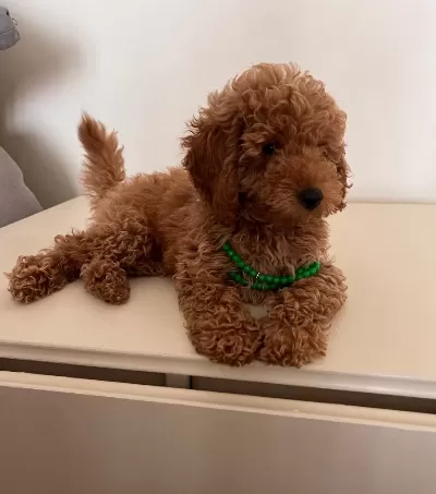 Erkek Red Brown Orijinal Sağlık Ve Irk Garantili Toy Poodle