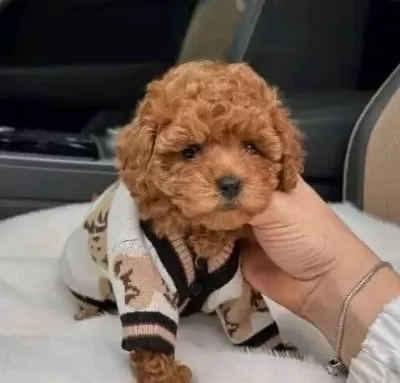 Mini Korean Poodle Bebeklerimiz Ailelerine Gitmeye Hazır
