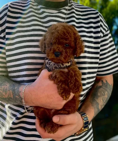 Anne Altından Soy Kütüklü Poodle Bebekler