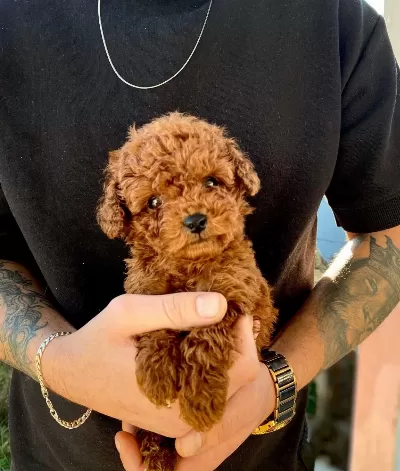 Micro Teacup Dark Brown Bebekler