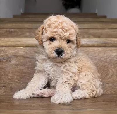 Sevimli Minik Poodle Yavrularımız