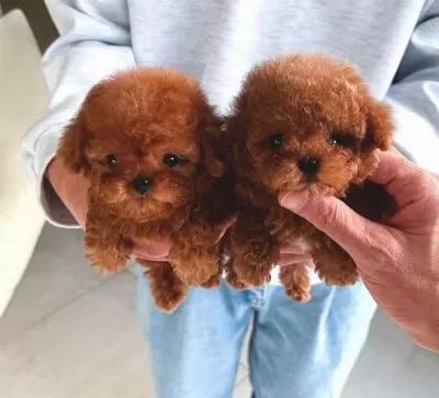 Teacup Mini Kore Poodle Yavrular