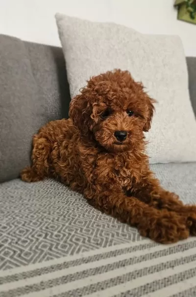 Kızıl Kahverengi Kore Kan Aileden Toy Poodle