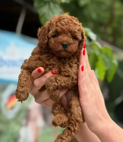 Mi Cro Teacup Kivir Kivir Küt Burun Kore Toy Poodle