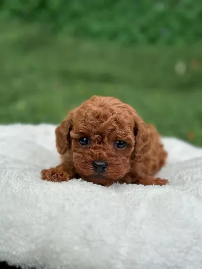 Sağlıklı Toy Poodle Yavrular
