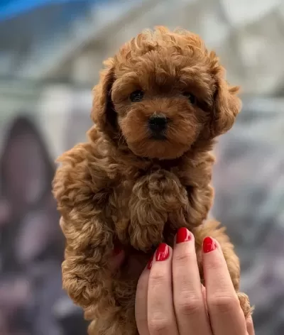 Mi Cro Teacup Red Kore Toy Poodle