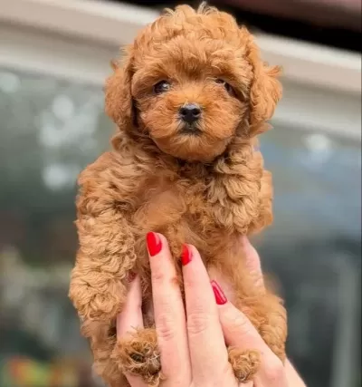 Kore Toy Poodle Mi Cro Teacup