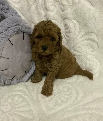 Akkuş Üreti M Çi Ftli Ği Nden Red Brown Toy Poodle Yavrular