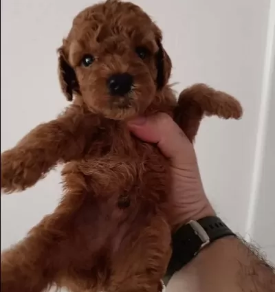 Poodle Yavrularımız