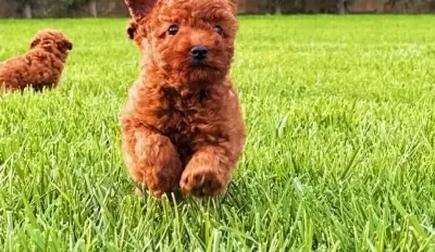 Red Brown Toy Poodle Yavruları