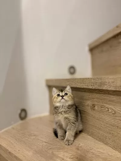 British Shorthair Golden Yavrularim