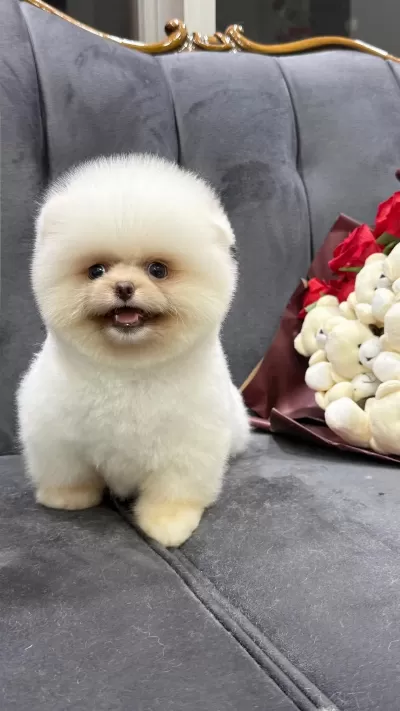 Orjinal Pomeranian Boo