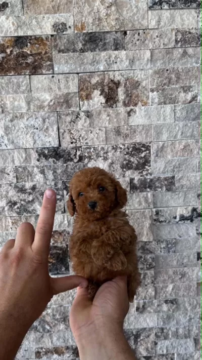 Mikrochipli Hipoalerjenik Red Brown Poodle Yavrular