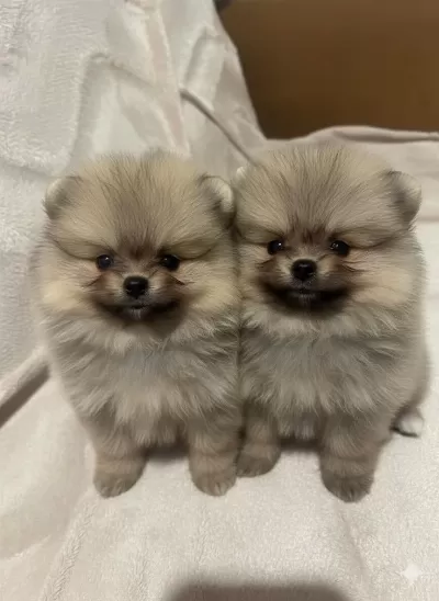 Tea Cup Pomeranian Yavrular