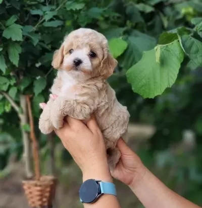 Maltipoo Yavrularimiz
