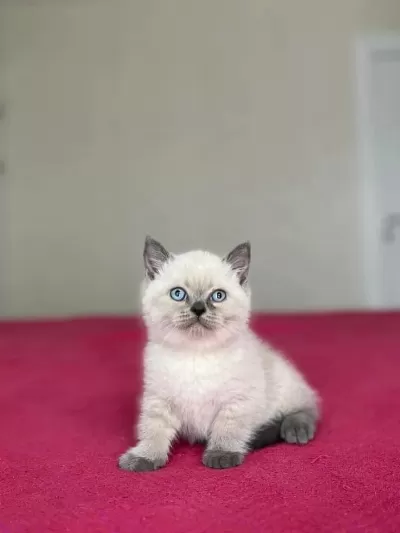 British Shorthair Yavrular