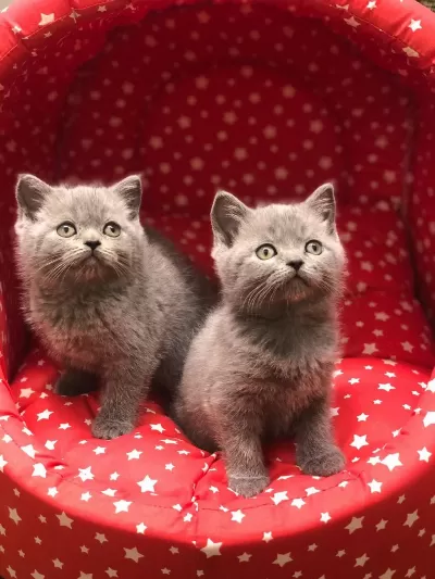 British Shorthair Gri Yavrularim