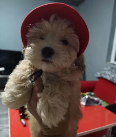 Orjinal Maltipoo Yavrular