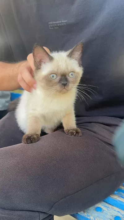 Sağlıklı Siyam Kedisi Bebek