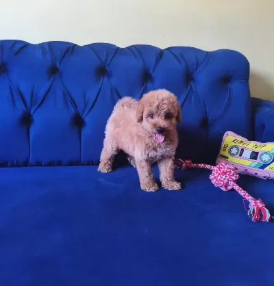 Sevimli Erkek Toy Poodle