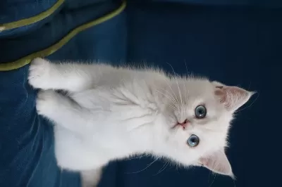 Safkan British Shorthair Kardeşler