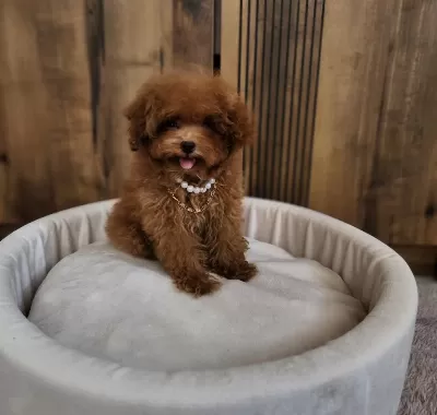 Kore Poodle Yavrularımız
