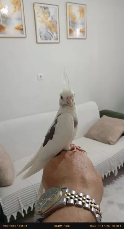 Uyguna Evde Baktığım Kuşlarımın Yavruları
