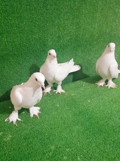 Beyaz 3 Adet Piril Piril Güvercinler