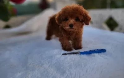 Kore Poodle Minikler