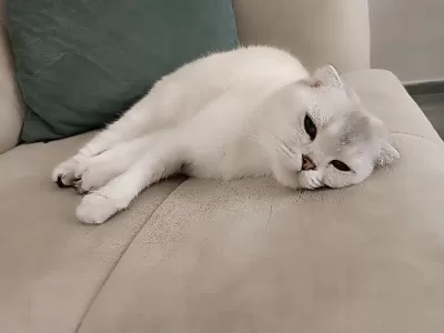 Beyaz Mavi Gözlü Scottish Fold