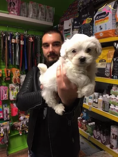 Tea Cup Kar Beyaz Maltese Terrer Yavruları