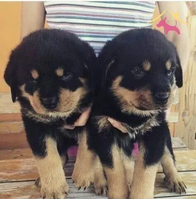 Secereli Anne Babadan Rottweiler Yavrularımız Dog Academy