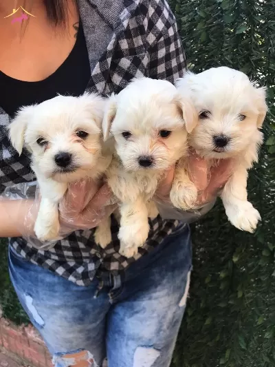 Tea Cup Kar Beyaz Maltese Terrier Yavrular Magazamızda