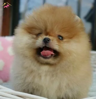 Teddy Bear Boo Pomeranian Garantili