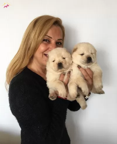 Irk Garantili Mukemmel Chow Chow Yavrularımız