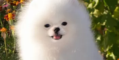 Pomeranian Boo Yavrular Yeni Sahiplerine Gitmeye Hazırlar