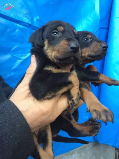 Irk Garantili Mukemmel King Doberman Yavrularımız