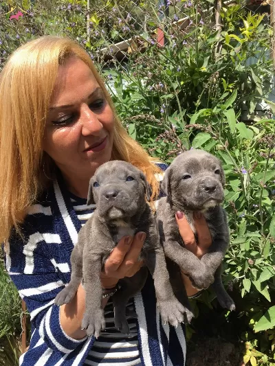 Irk Garantili Mukemmel Cane Corso Yavrularımız