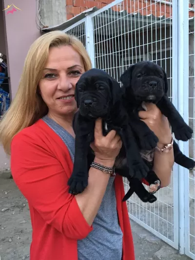 Dev Gibi Mukemmel Cane Corso Yavrularımız