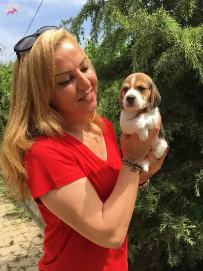 Uc Renk Harika Beagle Yavrularımız